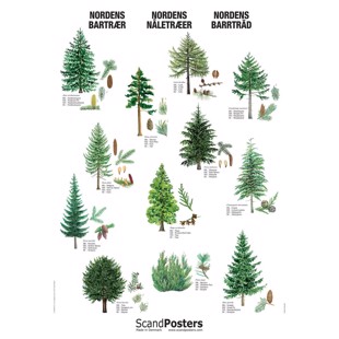 Coniferous Tree Poster - WITHOUT